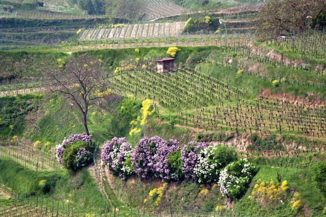 Maiwanderung 2009